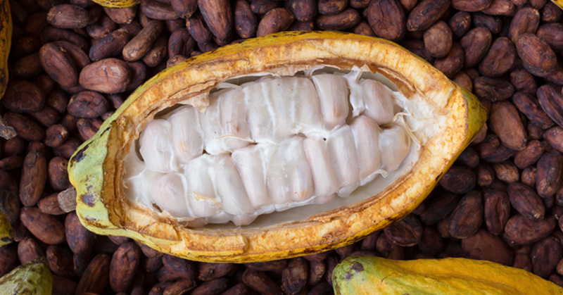 Cacao Beans