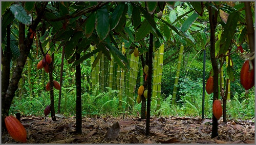 Cocoa Cultivation