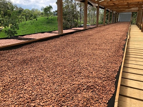 Drying and Shipping the cocoa beans