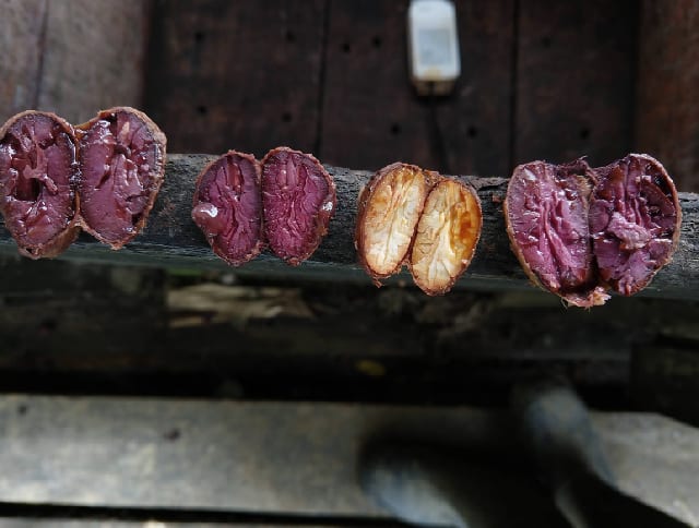 Harvesting the Cocoa beans