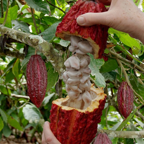Harvesting the Cocoa beans
