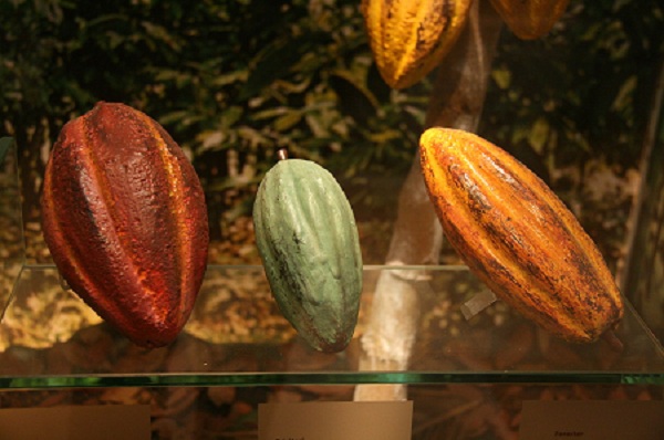 Types of Cocoa Beans