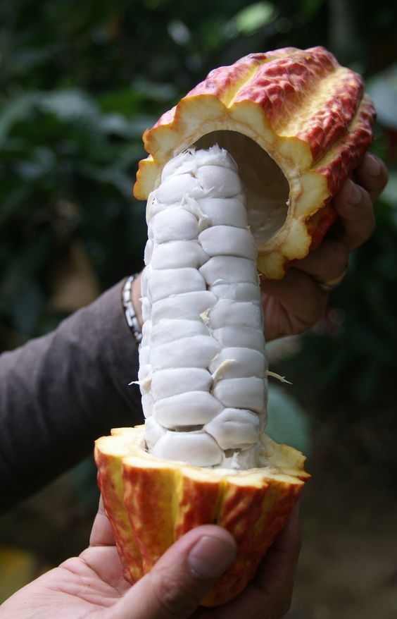 cacao bean inside baba